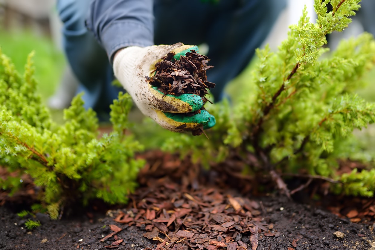 You are currently viewing Why Is Mulch Important for Landscaping?
