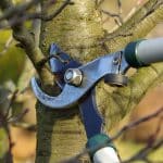 Why Is Tree Pruning Important?