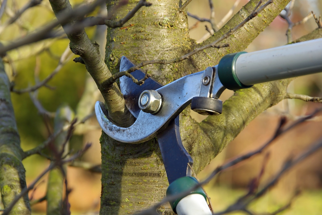 You are currently viewing Why Is Tree Pruning Important?